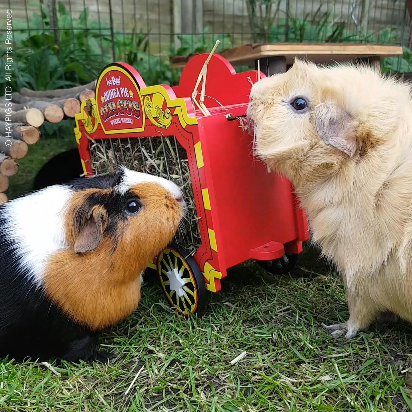 Small Animal Hidey House buy with Hay Rack