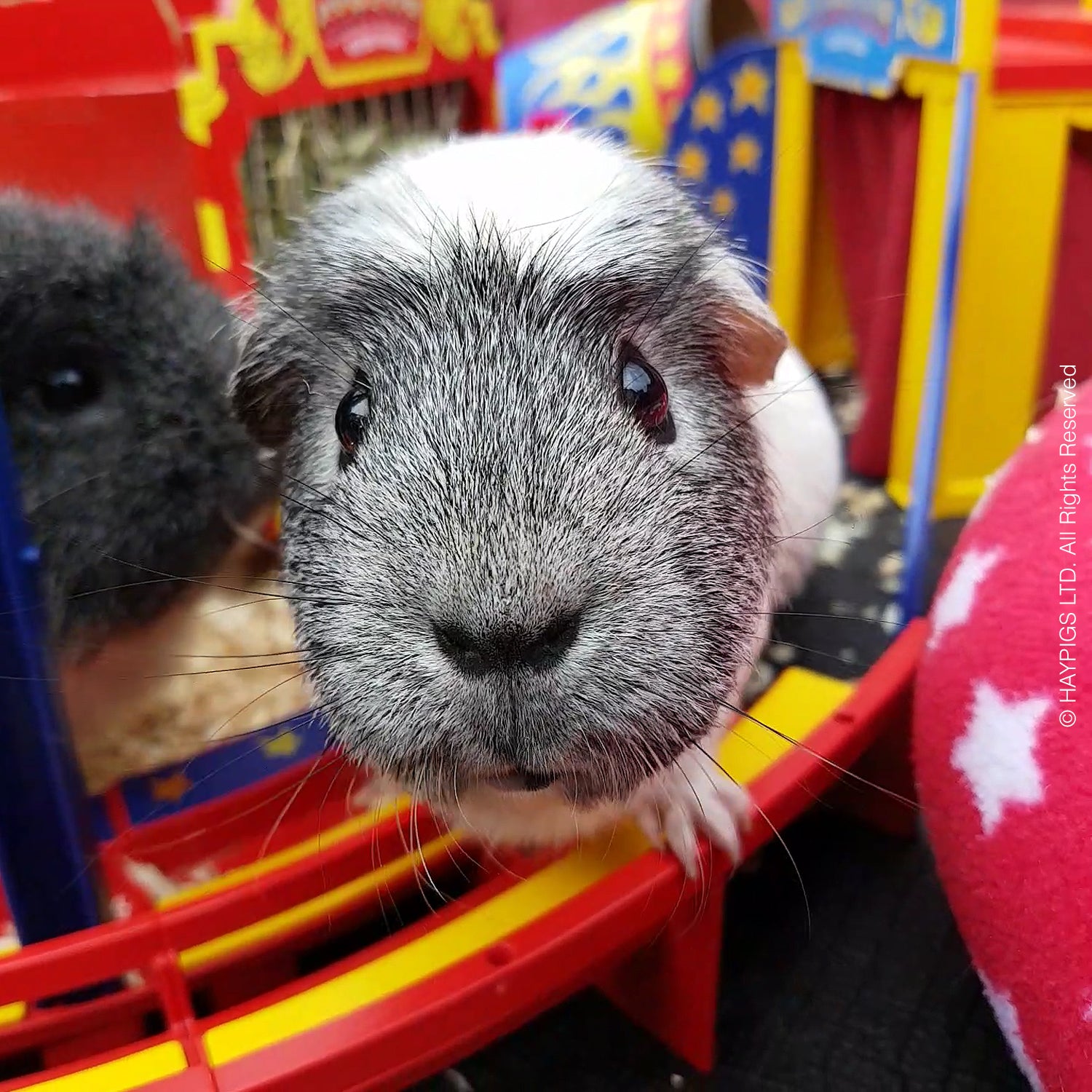Guinea pig shampoo with ivermectin sale