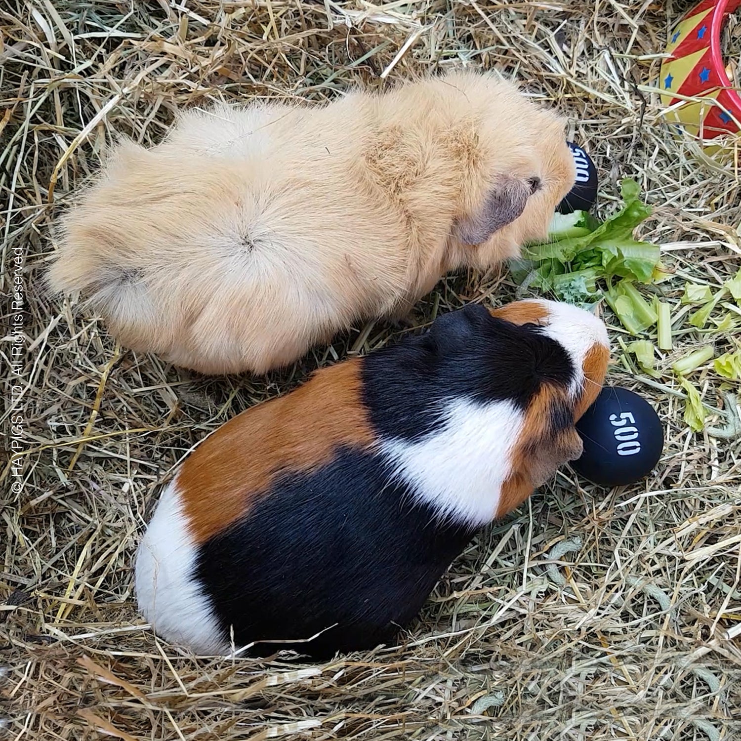 Do guinea pigs eat orders paper