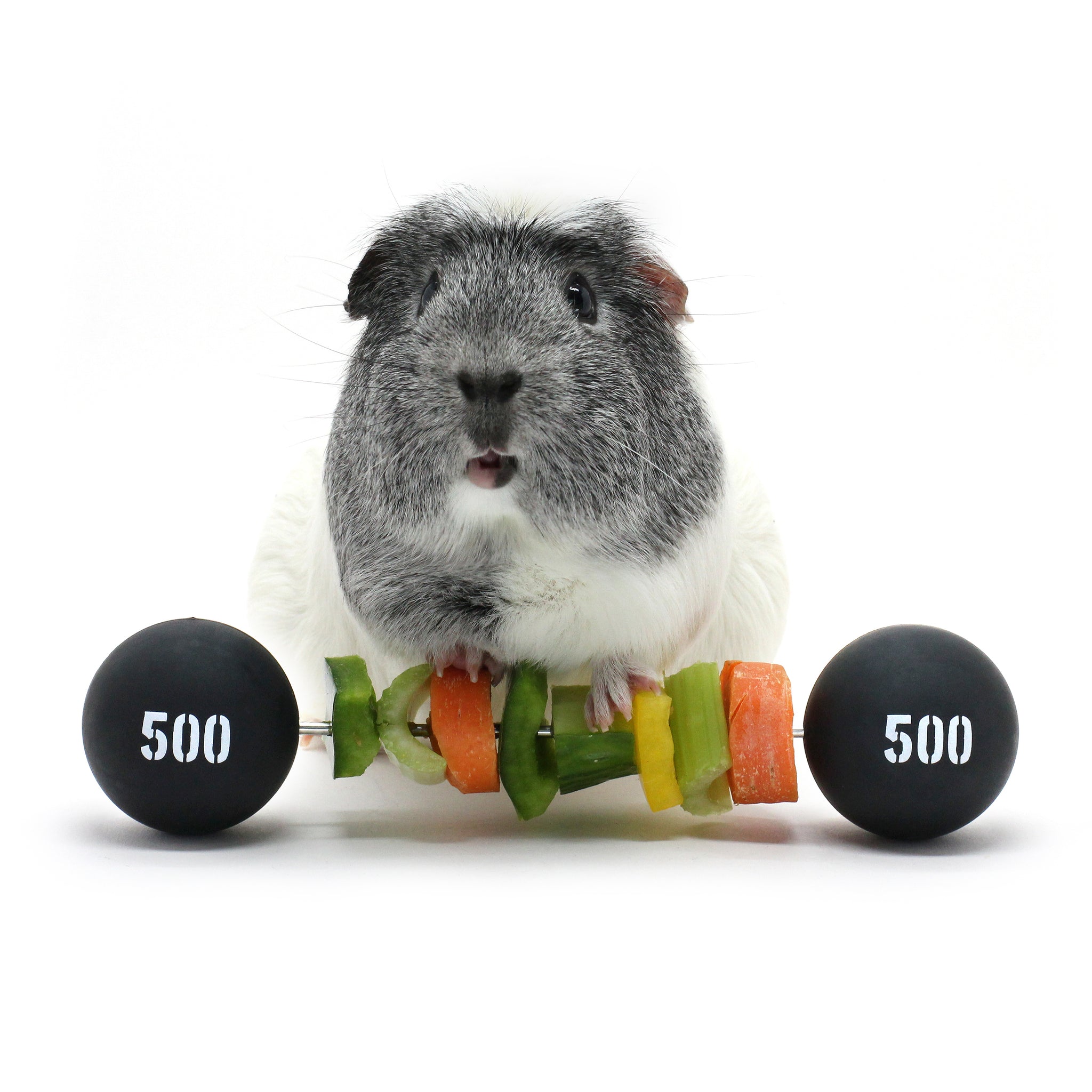 Guinea pig climbing toys sale