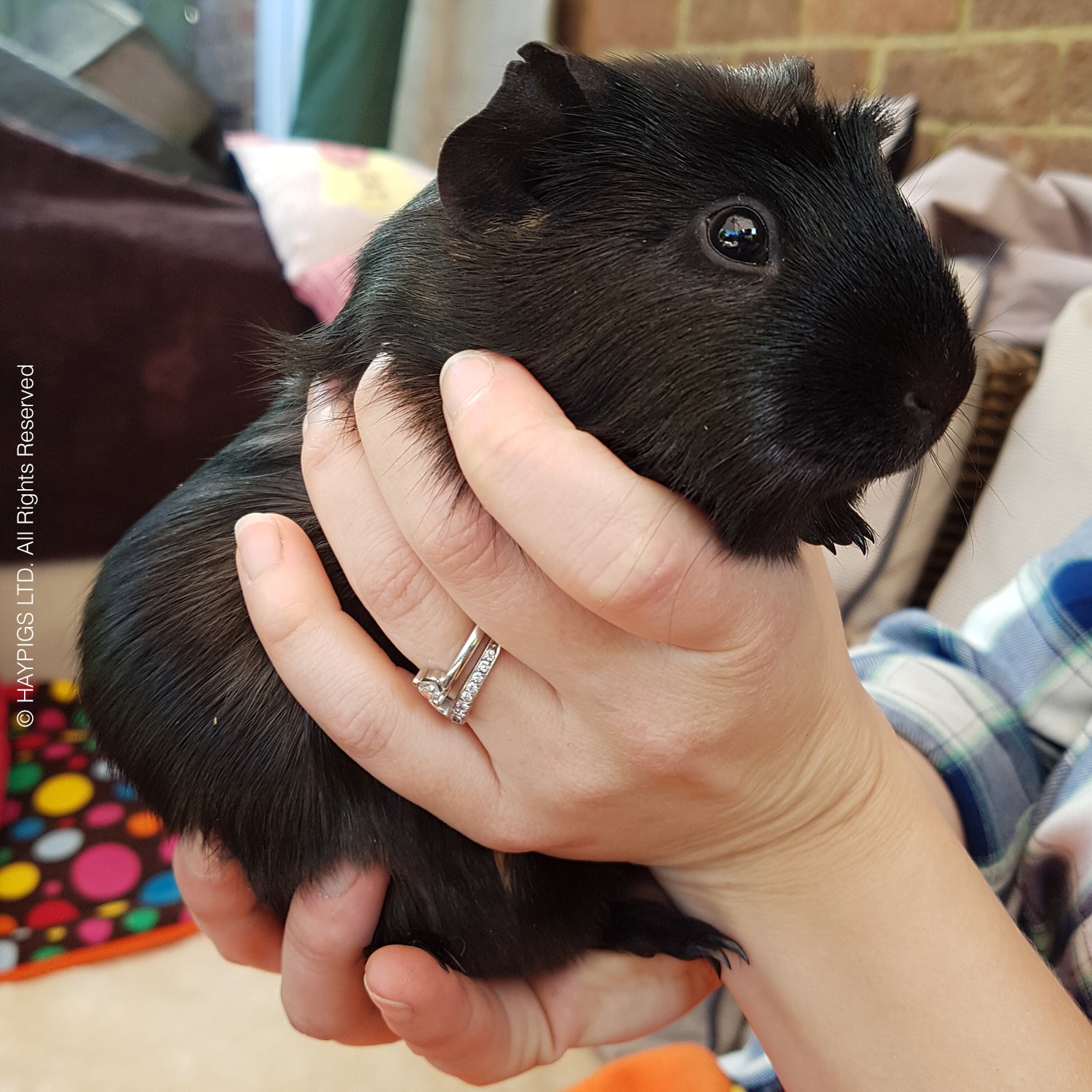 Why is my guinea pig so scared of shops me