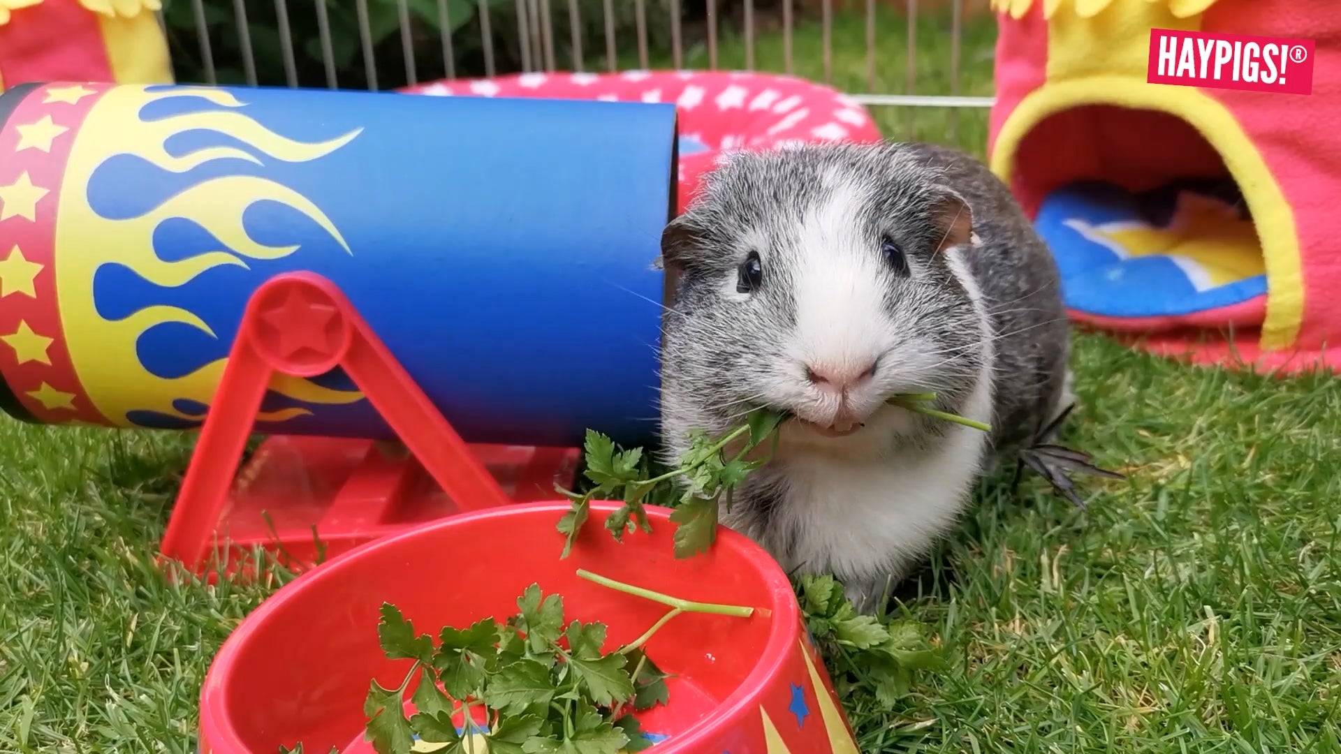 Feeding fashion baby guinea pigs