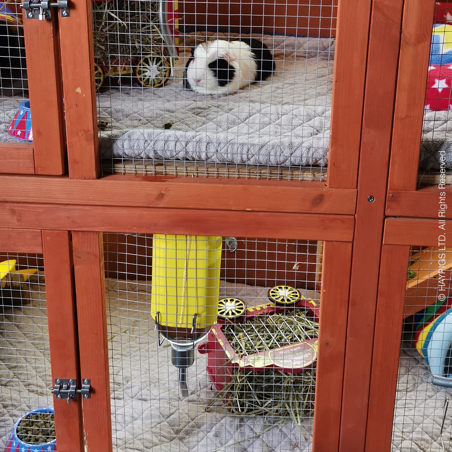 Guinea pig fashion cage liner ideas