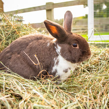 Load image into Gallery viewer, The Little Hay Co. Silky Soft Hay 5kg or 10kg

