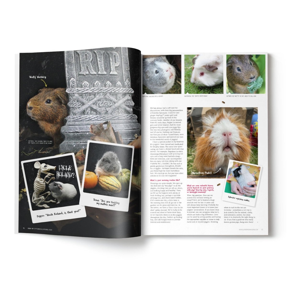 Guinea Pig Magazine Issue 82 (Sept Oct 2024) – HAYPIGS