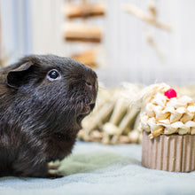 Load image into Gallery viewer, Oxbow Enriched Life Celebration Cupcake - Small Animal Chew Toy
