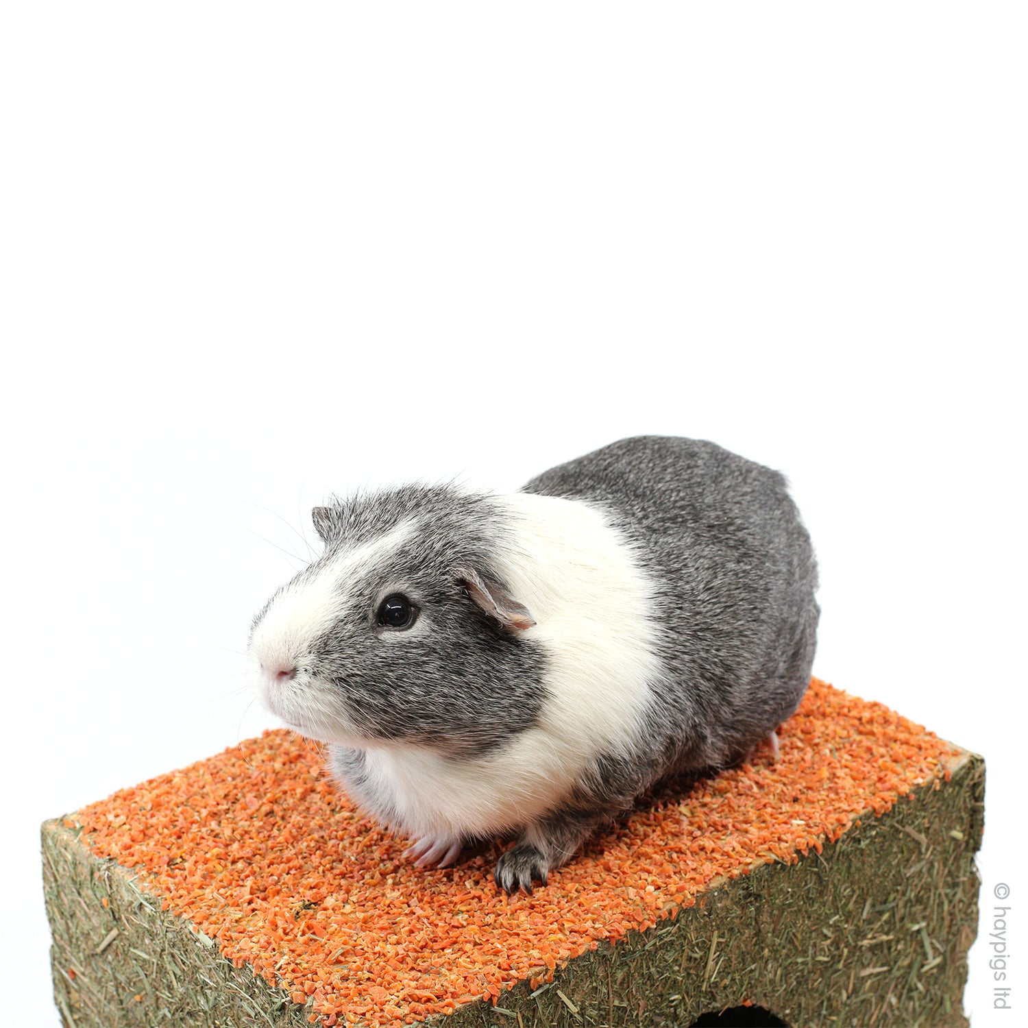Edible guinea pig house top