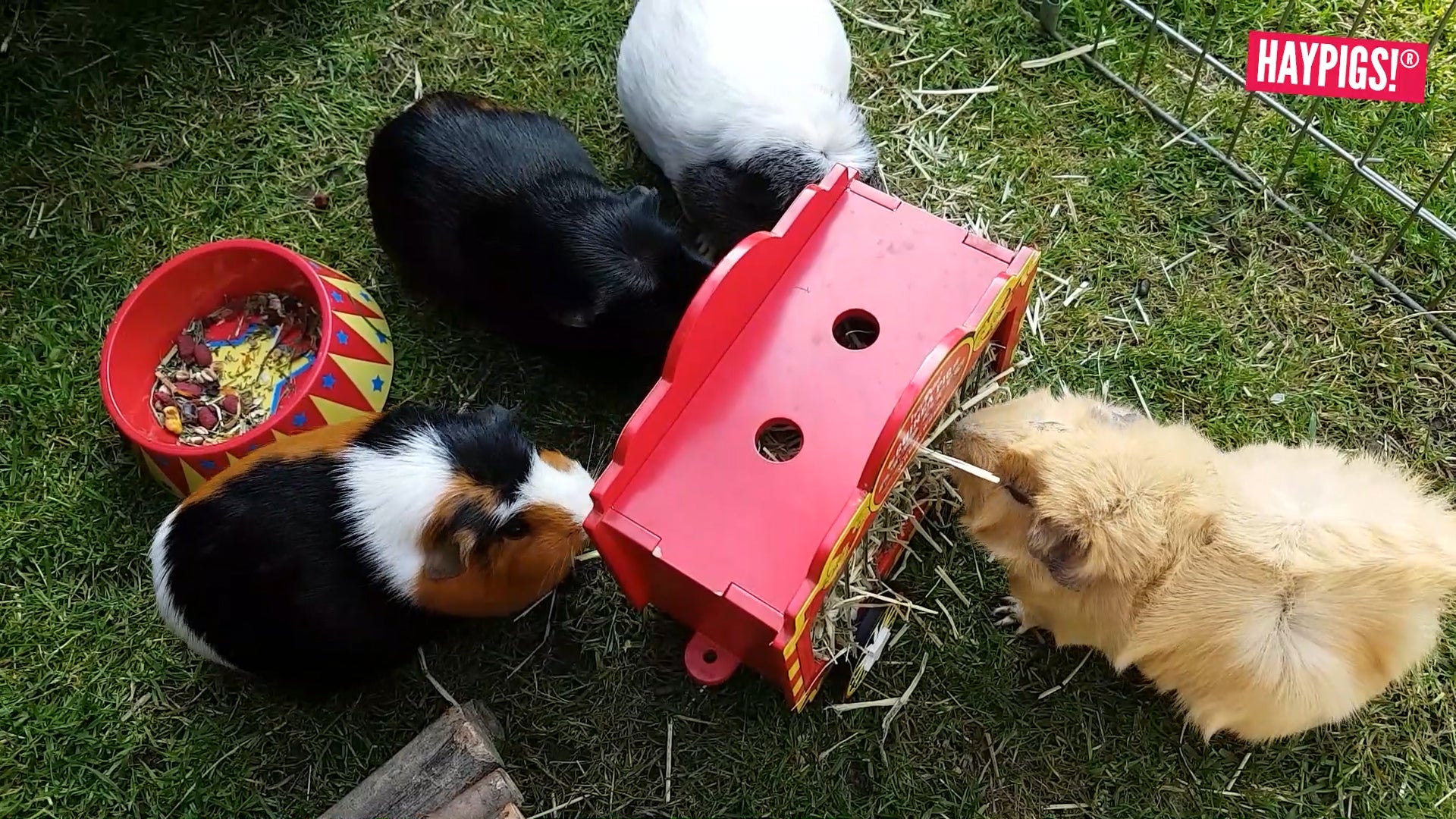 Guinea pig holiday feeder best sale