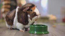 Load and play video in Gallery viewer, Oxbow Essentials Adult Guinea Pig Food 2.5kg
