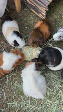 Load and play video in Gallery viewer, Natural Nibbles Timothy Hay Roll - Cornflower
