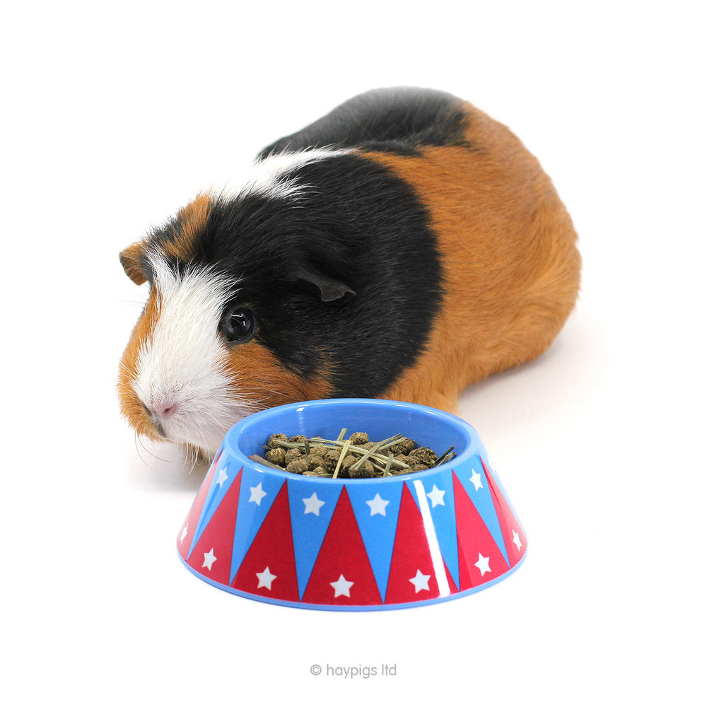 Guinea pig bowl online