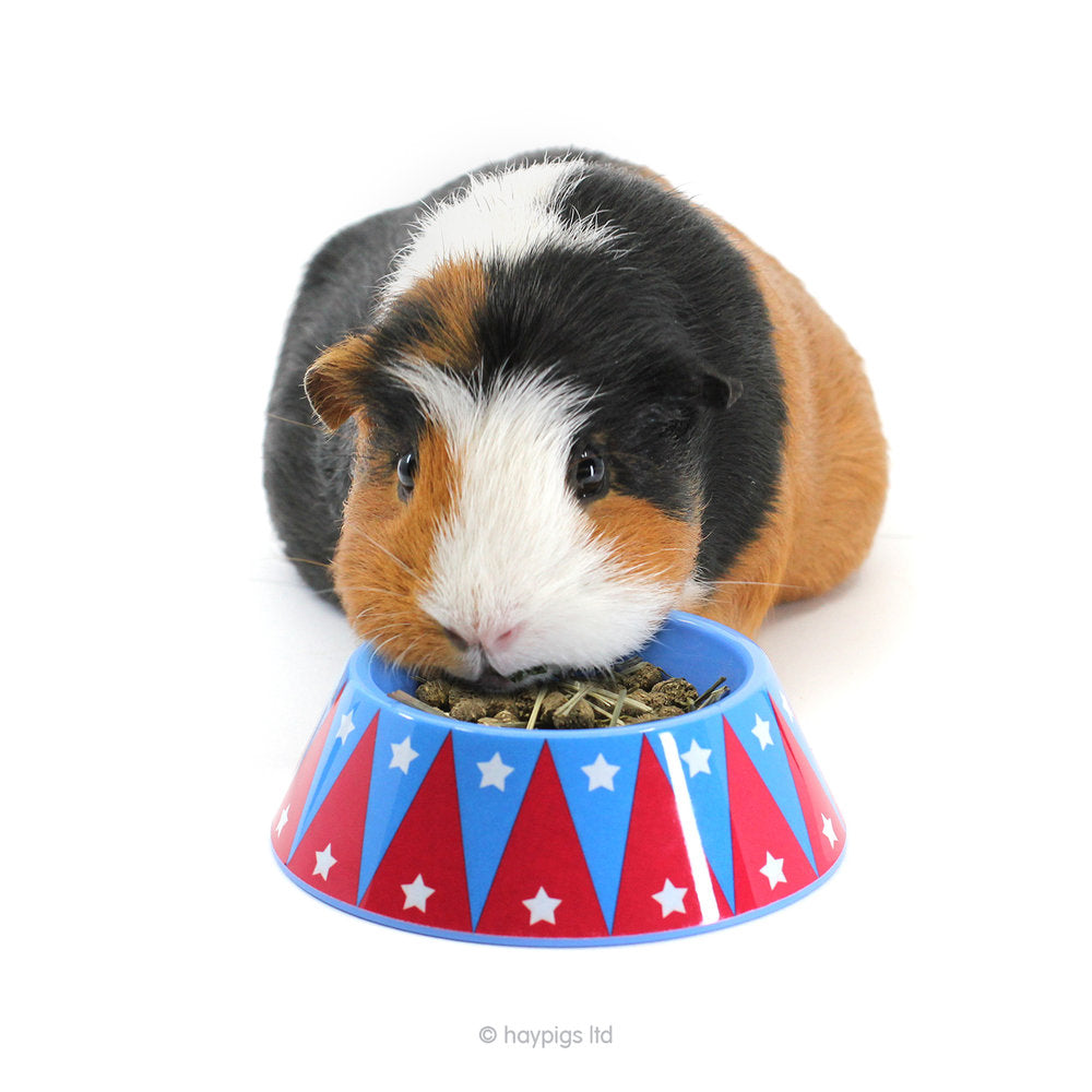 Best guinea pig food bowl outlet