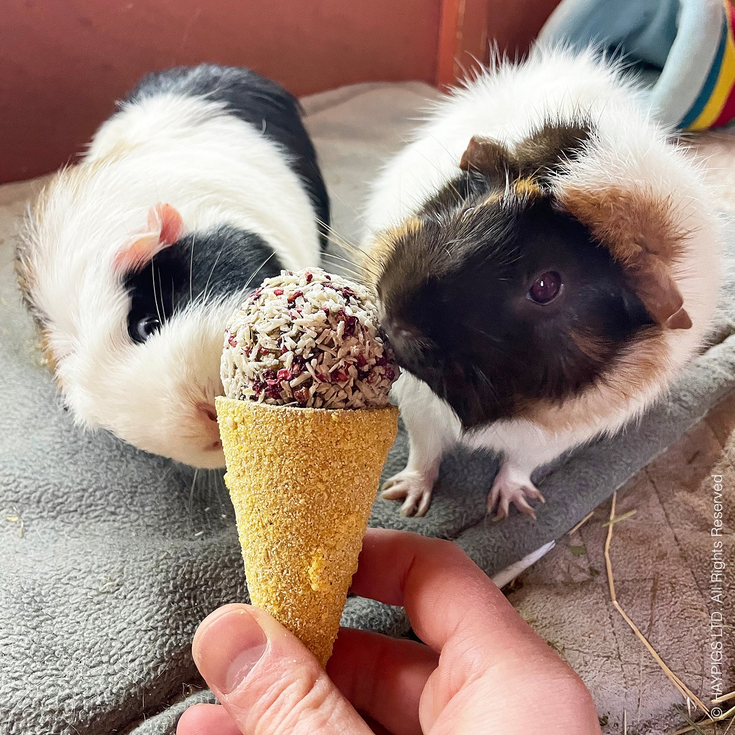 Guinea Pig Noises and Behaviours – HAYPIGS